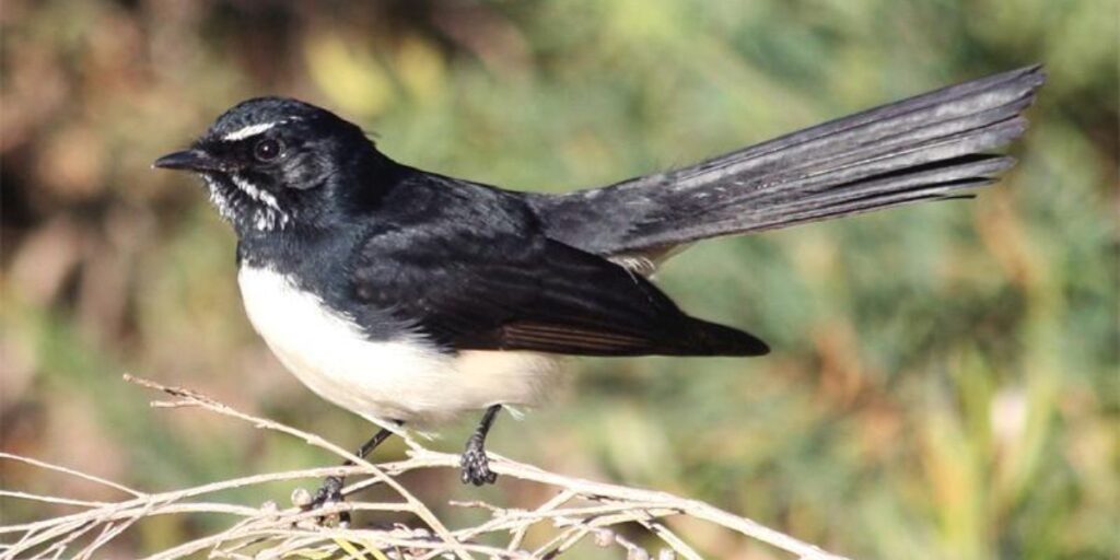 national bird week