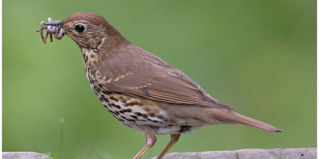 song thrush crossword