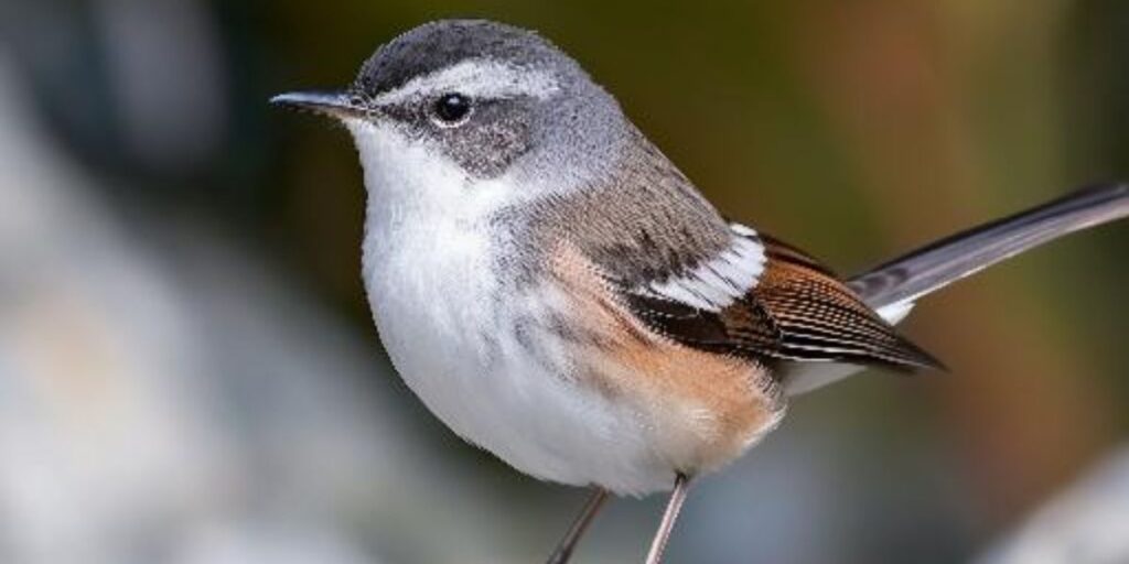 songbird crossword