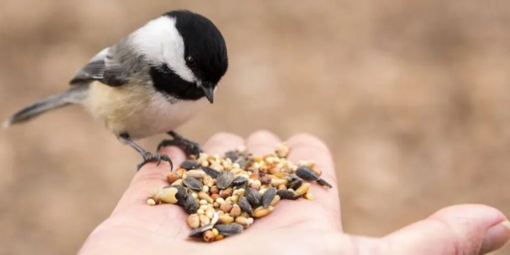 sprouted bird seed toxic to birds