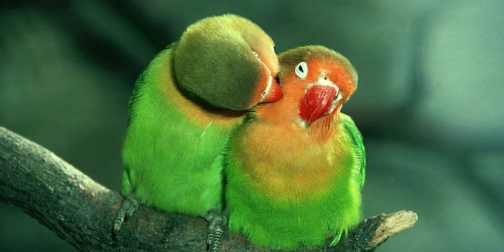 why do birds kiss