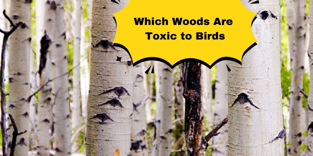 Which Woods Are Toxic to Birds