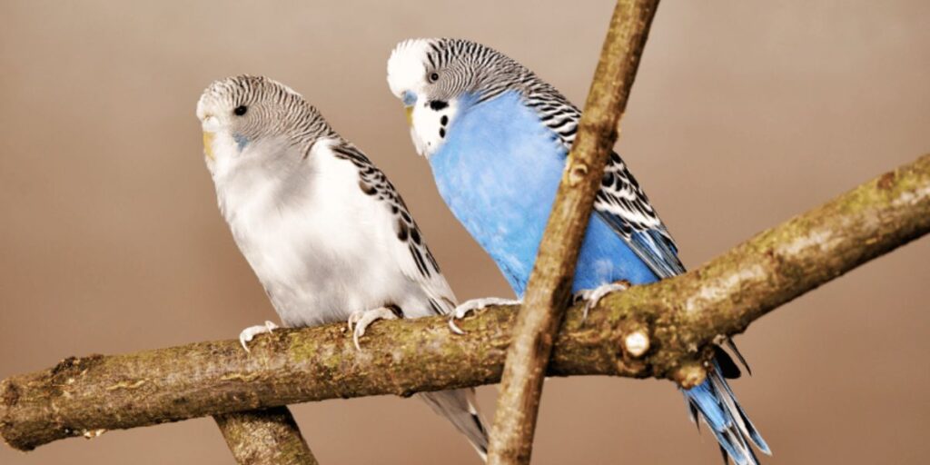 bird safe wood