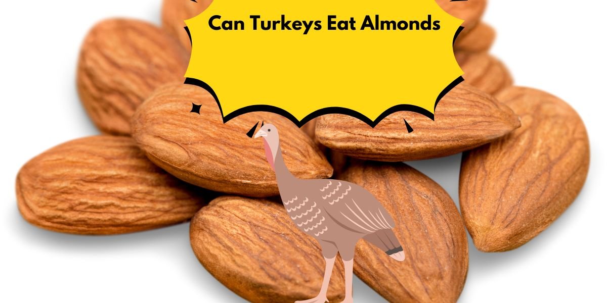 Can Turkeys Eat Almonds