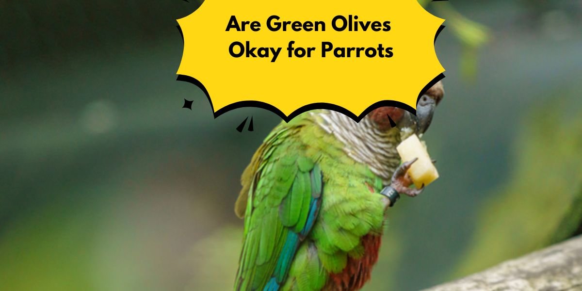 green olives okay for parrots